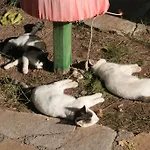 Arcadia מלון Çıralı
