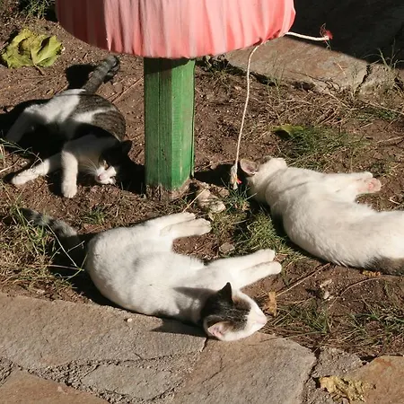 Arcadia Hotel Çıralı